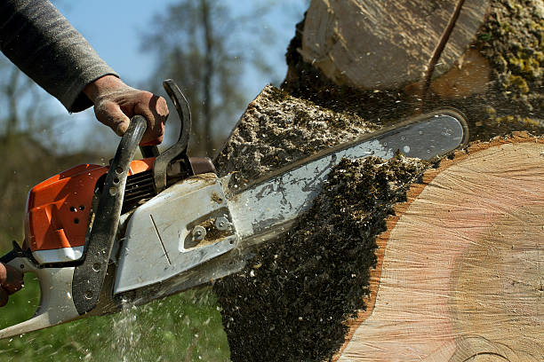 Tree Branch Trimming in Buffalo, SC